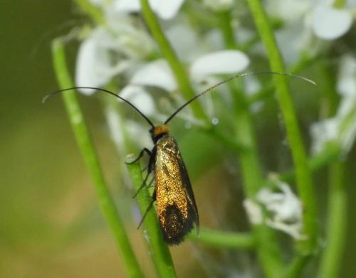 Cauchas rufimitrella
